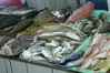 Puerto Princessa - rybí trh