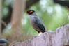 Agra - ptáček