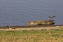NP Rantambhór - krokodýl