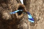 Khadžuráho - hnízdo mandelíka