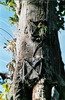 Sulawesi - Tana Toraja dětské hroby v kmenu stromu