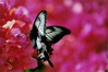 Sulawesi - Tana Toraja motýl