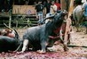 Sulawesi - Tana Toraja obětovávání buvolů