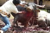 Sulawesi, Tana Toraja - obětovávání buvolů