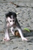 Bali, Ubud - makak v Opičím lese
