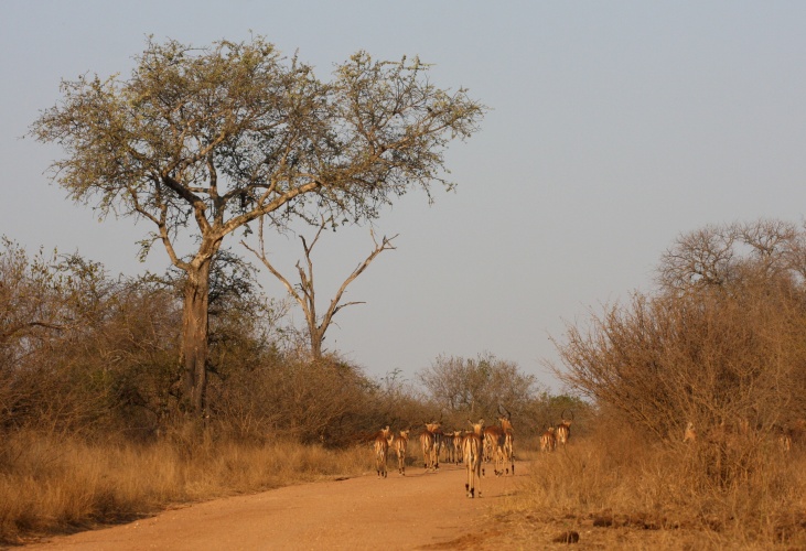 NP Kruger
