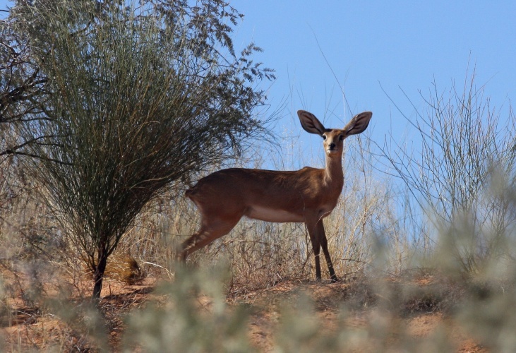 NP Kgalagadi