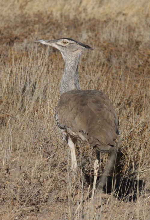 NP Kgalagadi