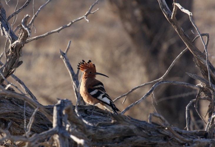 NP Kgalagadi
