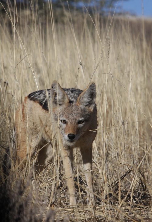 NP Kgalagadi
