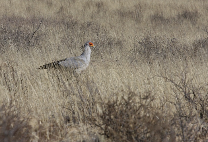 NP Kgalagadi