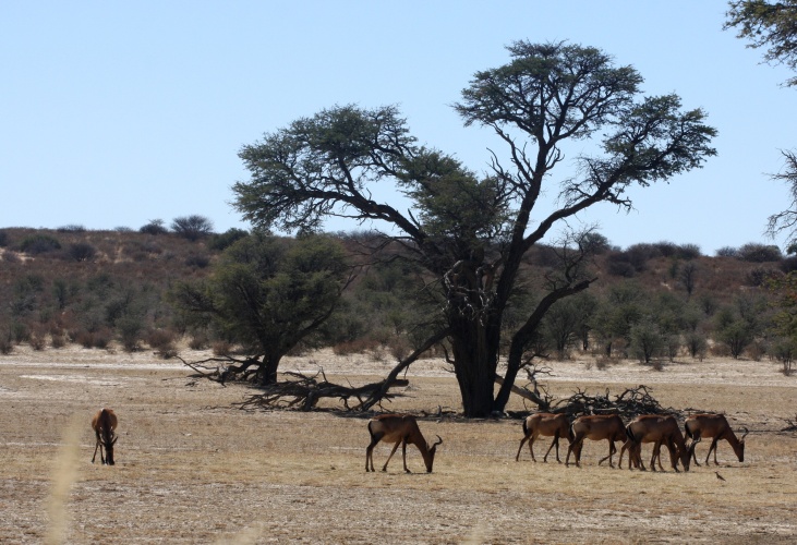 NP Kgalagadi
