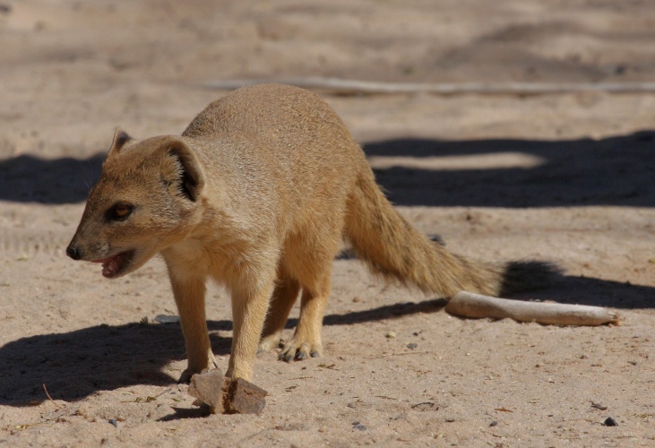 NP Kgalagadi
