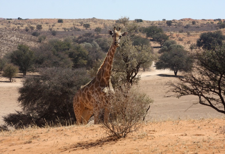 NP Kgalagadi