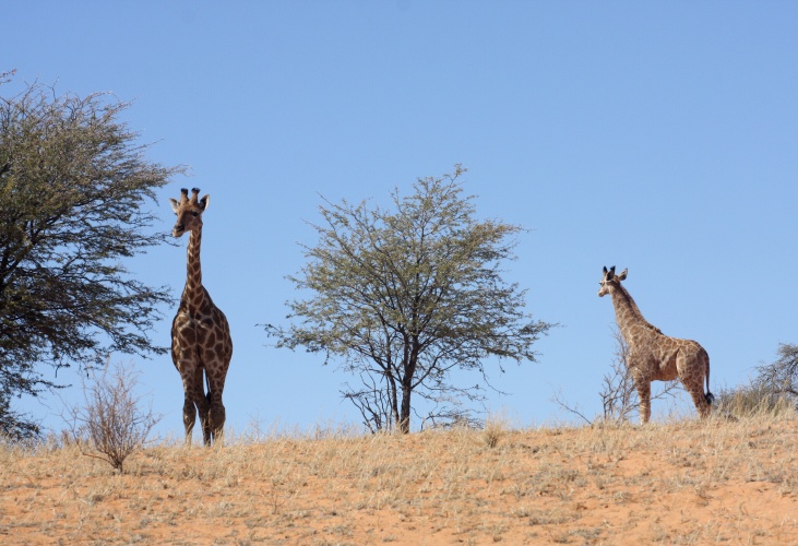 NP Kgalagadi