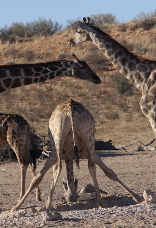 NP Kgalagadi