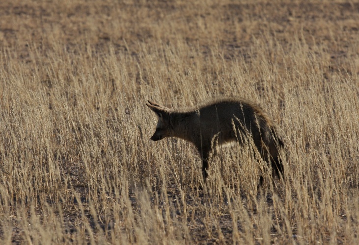 NP Kgalagadi