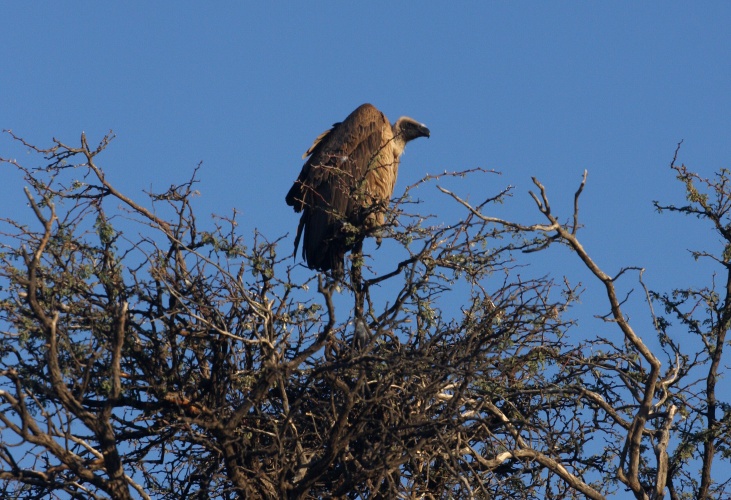 NP Kgalagadi