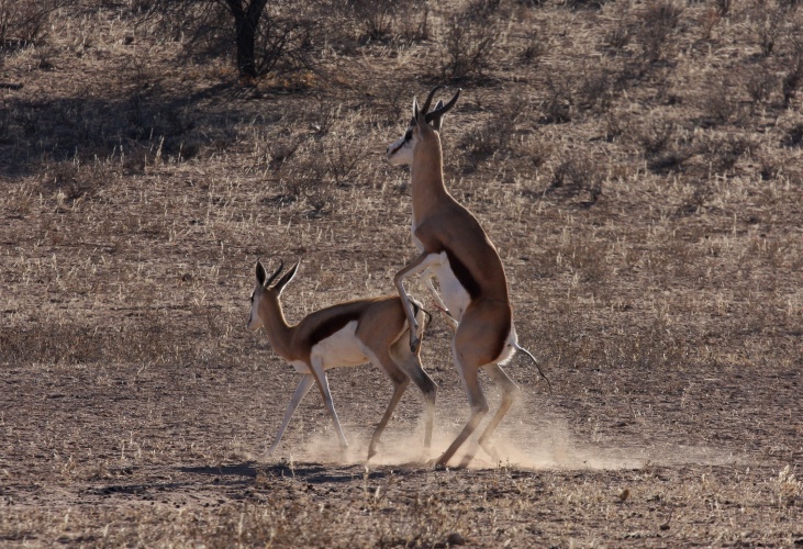 NP Kgalagadi