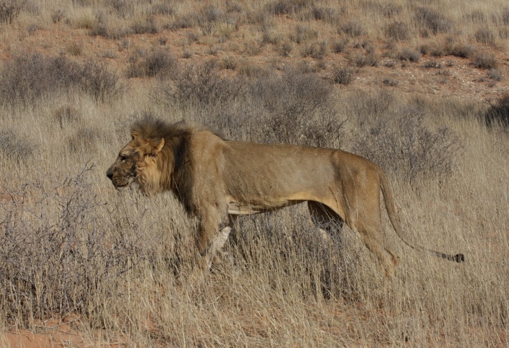 NP Kgalagadi