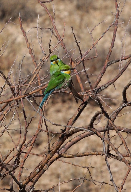 NP Kgalagadi