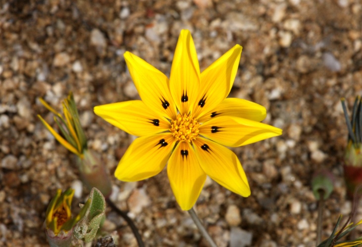 Goegap nature reserve