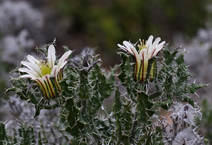 Goegap nature reserve