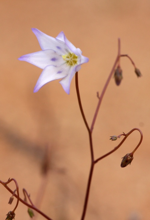 Goegap nature reserve