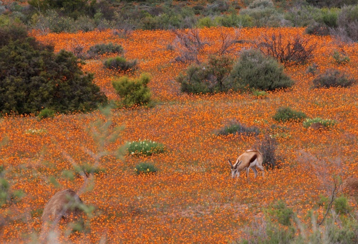 NP Namaqua