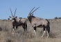 NP Kgalagadi