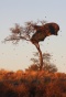 NP Kgalagadi