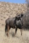 NP Kgalagadi