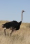 NP Kgalagadi