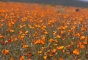 NP Namaqua