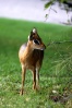 Waterbeg Plateau Park - Antilopa travní