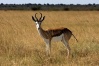 NP Etosha - Antilopa skákavá