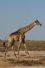 NP Etosha - Žirafa