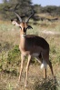 NP Etosha - Impala černočelá