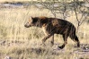 NP Etosha - Hyena skvrnitá