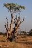 NP Etosha - strom Moringa
