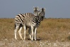 NP Etosha - Zebra stepní