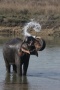 NP Chitwan - sloní koupel