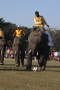 NP Chitwan - 8. sloní festival