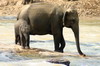 Pinewala - sloni